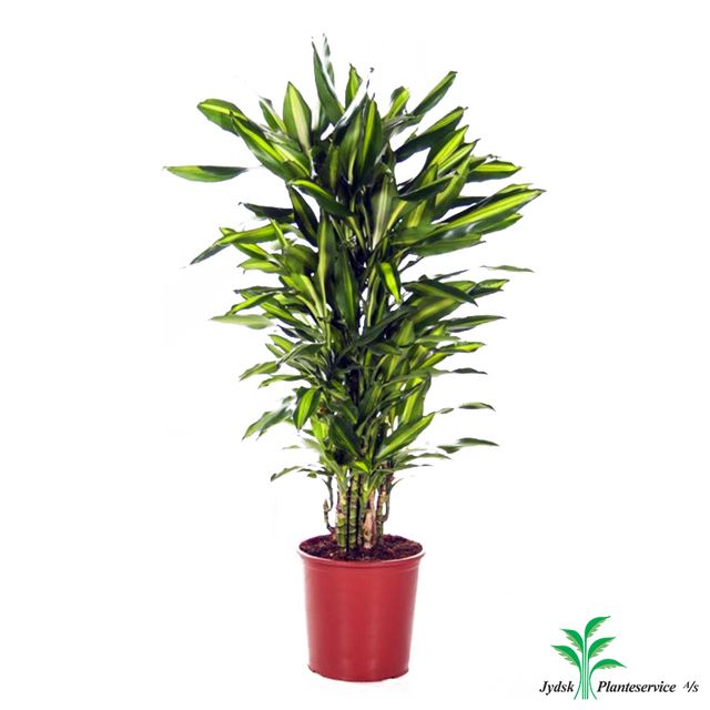 Dracaena Cintho Forg.
