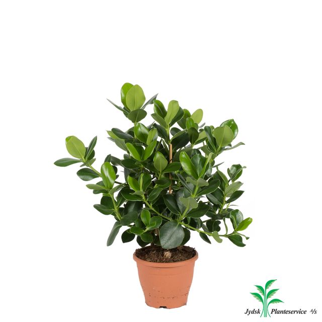 Clusia Rosea 80 Cm 3 Pp