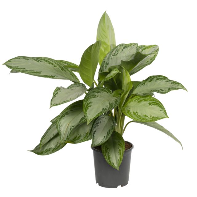 Aglaonema Silverbay