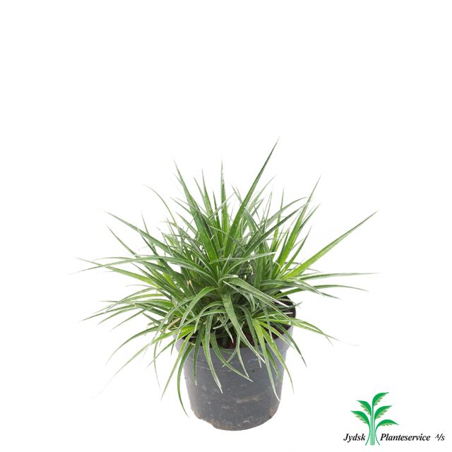 Bromelia Fascicularia 'Bicolor'