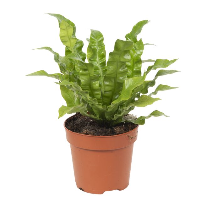 Asplenium Crispy Wave 35 Cm