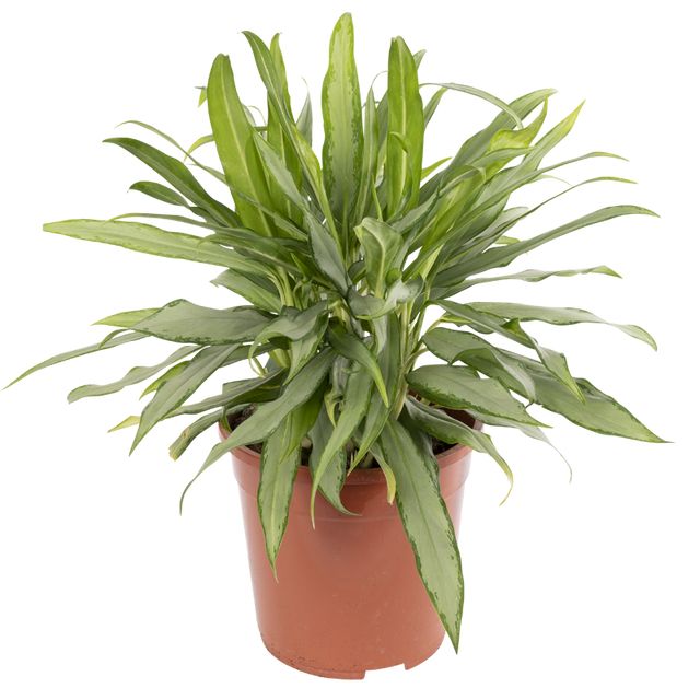 Aglaonema White Lance 60 Cm