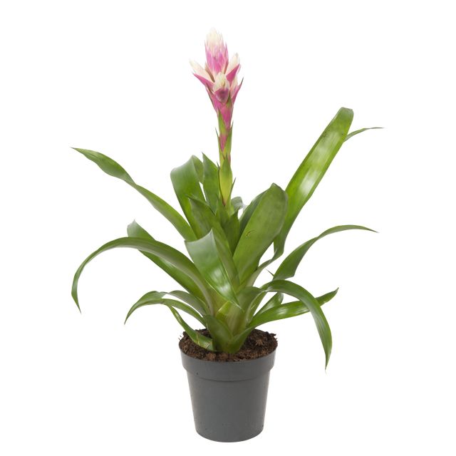 Guzmania