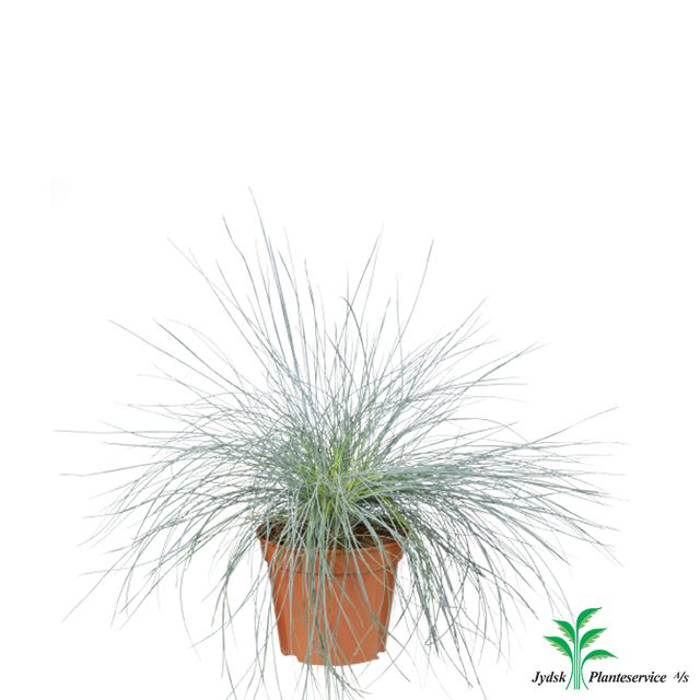 Festuca Glauca Intense Blue P.Ø17 cm.