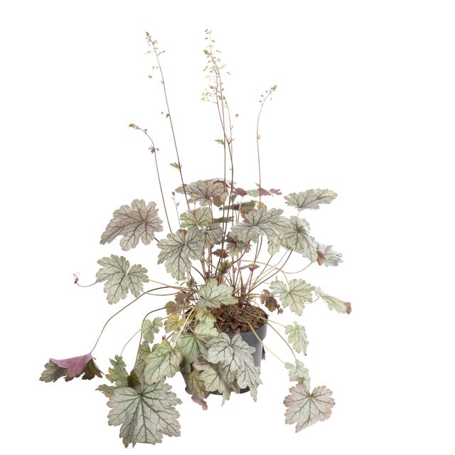 Heuchera P.Ø17 cm.