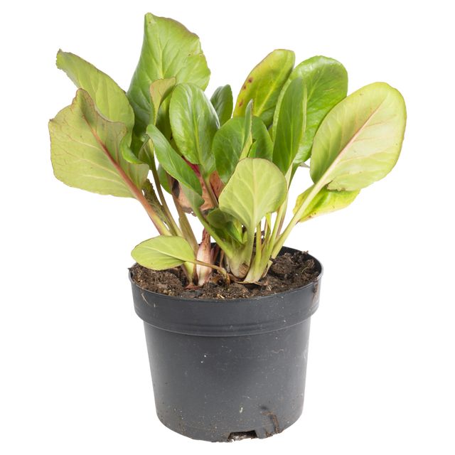 Bergenia Cordifolia m/lyserøde blomster P.Ø17 cm.