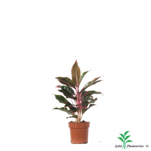 Aglaonema Crete