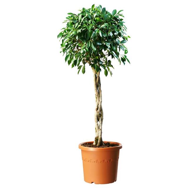 Ficus Microcarpa 'Nitida' Opstam.