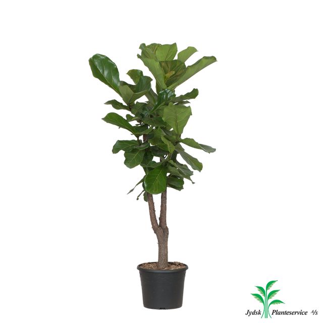 Ficus Lyrata Forg.