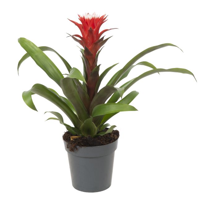 Guzmania "Hope" Rød Med Hvid Top 40 Cm