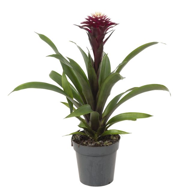 Guzmania "Paulina" Bordeaux Med Hvid Top 40 Cm