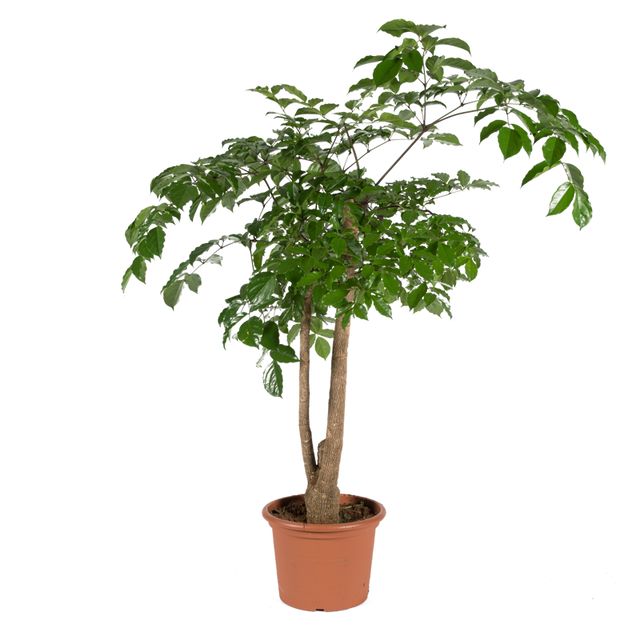 Heteropanex Chinensis