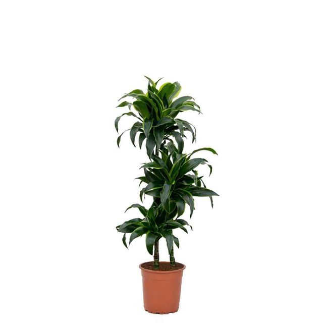 Dracaena Dorado 3Pp