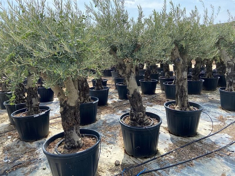 Olea Europaea Bonsai