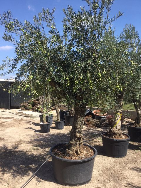 Olea Europaea 280 Cm. Opstammet forgrenet P. Ø70