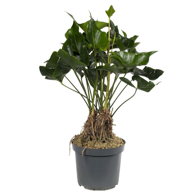 Anthurium Arrow 80 Cm.