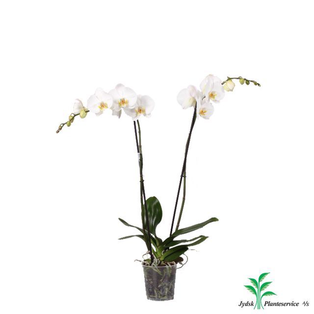 Phalaenopsis 2-Grenet Hvid