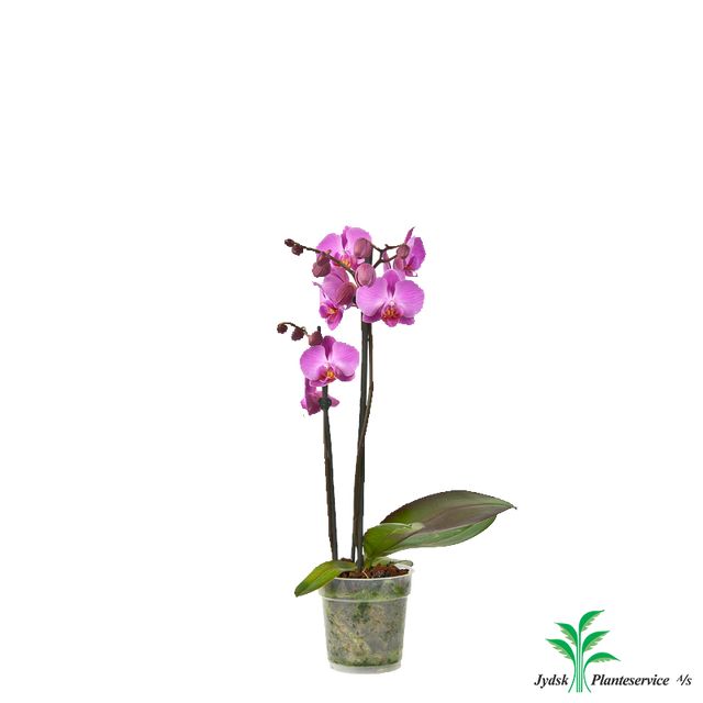 Phalaenopsis 2-Grenet