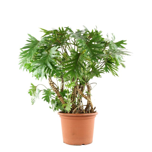 Philodendron Xanadu 120 cm. P.Ø50 cm. Moderplante