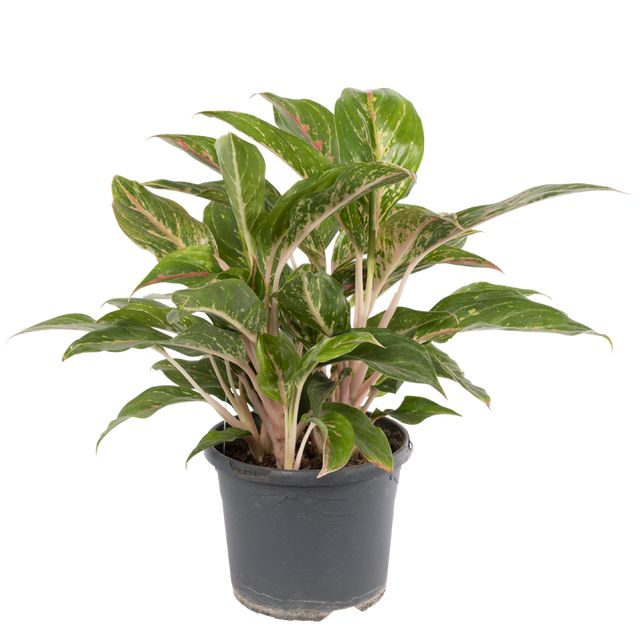 Aglaonema Crete