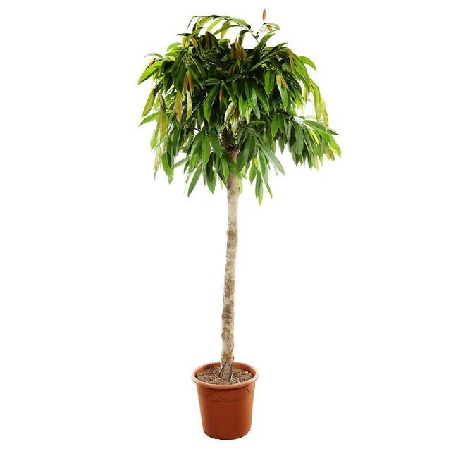 Ficus Amstel King Opstammet