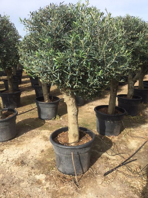 Olea Europaea Opst. tyk stamme