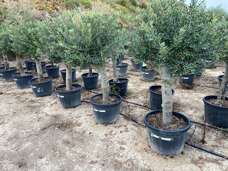 Olea Europaea Opst. tyk stamme
