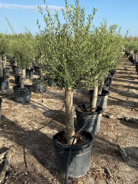 Olea Europaea Opst. tyk stamme