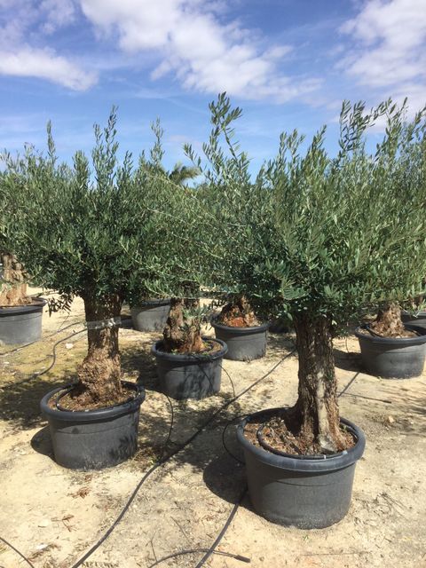 Olea Europaea Opsammet. Gl. stam