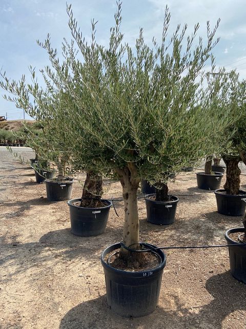 Olea Europaea 220cm. Opsammet. Tyk st. Pot Ø60