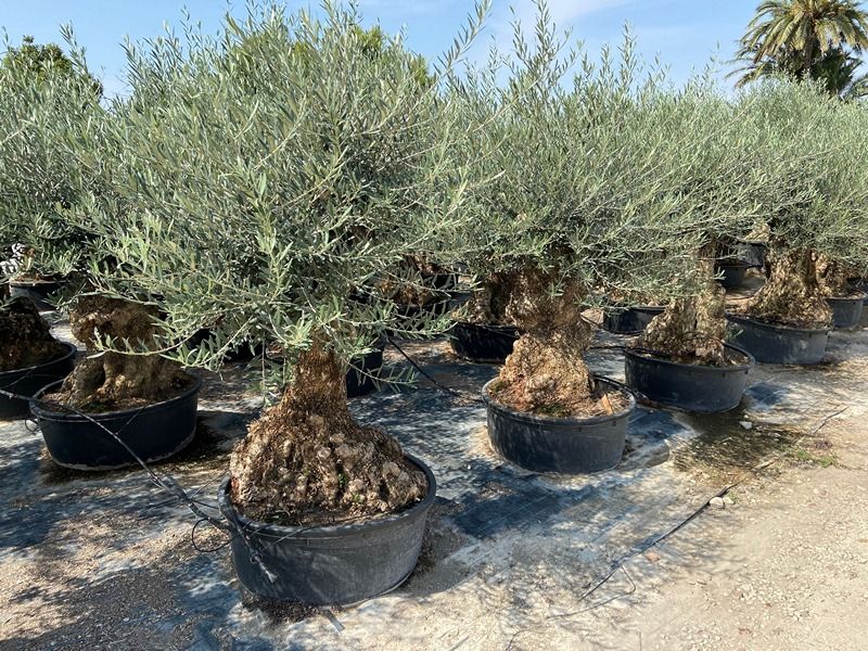 Olea Europaea Bonsai