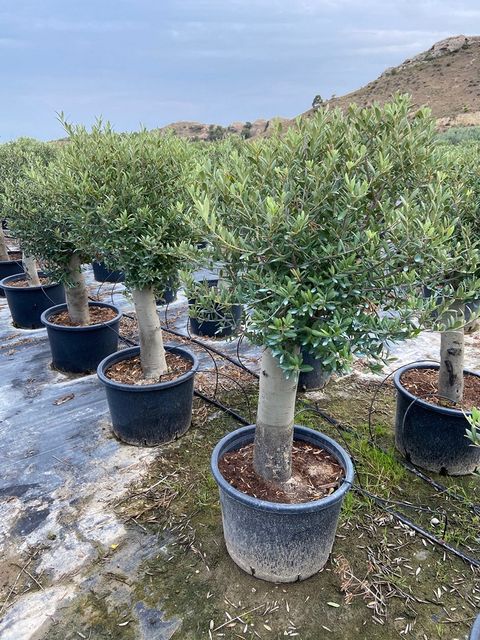 Olea Europaea Opst. tyk stamme