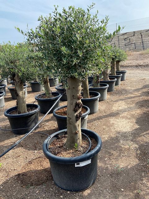 Olea Europaea Opst. tyk stamme