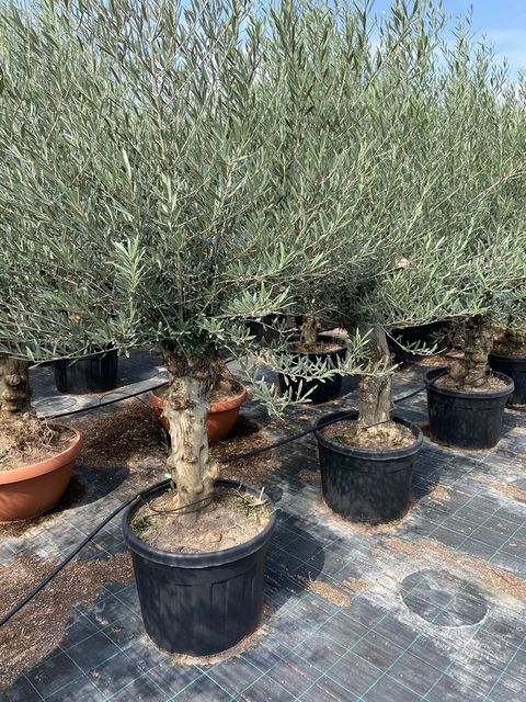 Olea Europaea Opsammet. Gl. stam