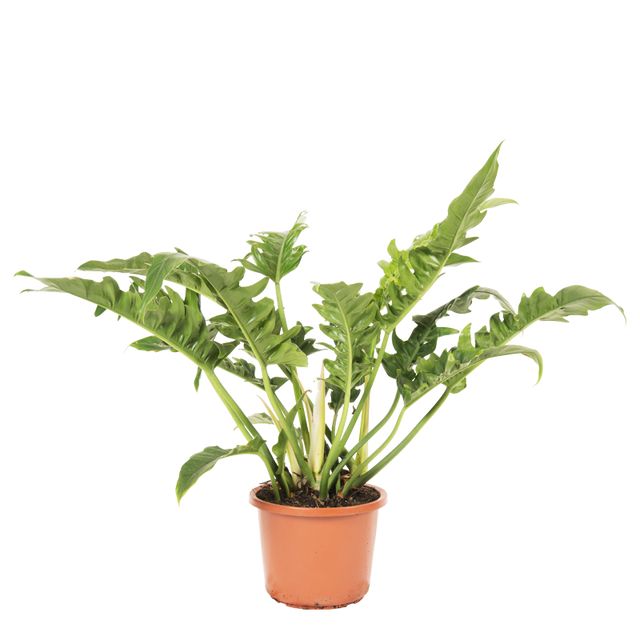 Philodendron narrow