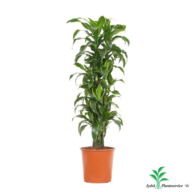 Dracaena Dorado forgrenet