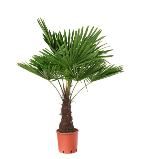Trachycarpus Fortunei 180 cm.