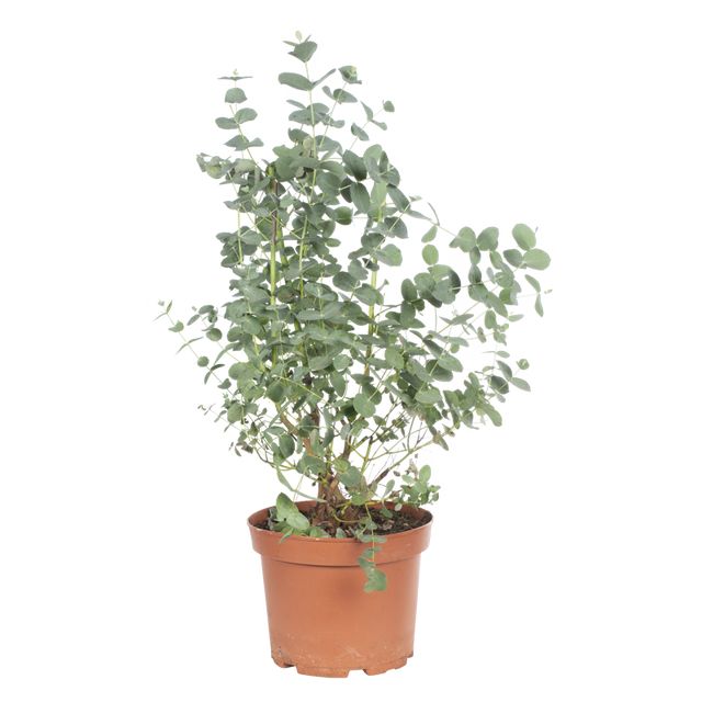 Eucalyptus 50 cm. P.Ø17 cm.