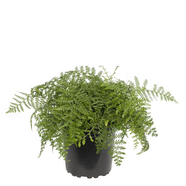 Asplenium Pavarti