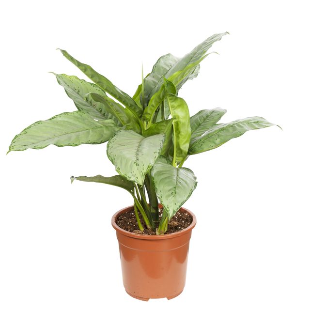 Aglaonema Freedmann