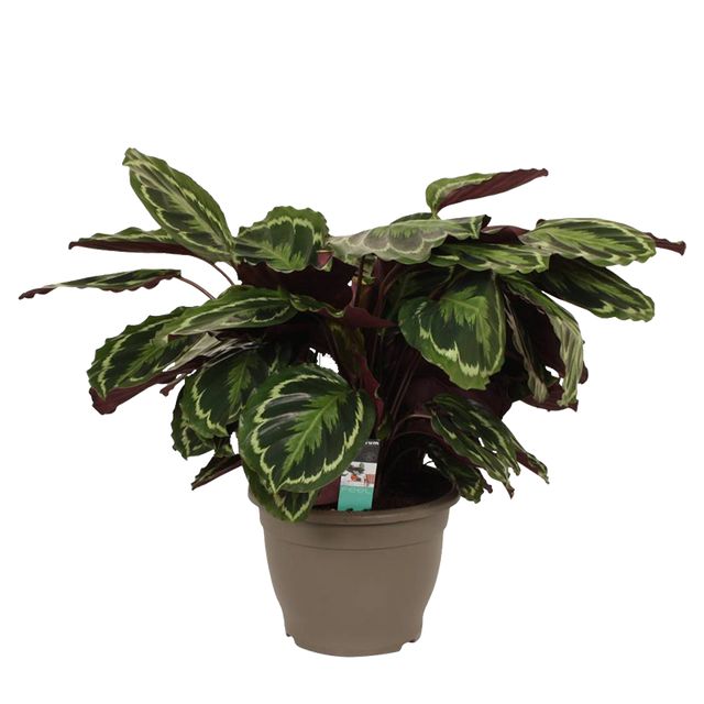 Calathea 'Mediallon' 35 cm.