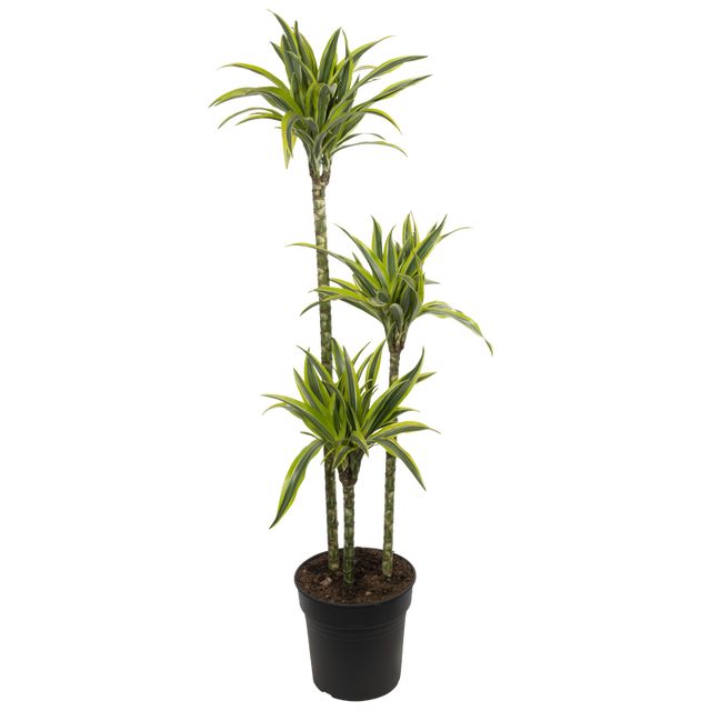 Dracaena Compacta 'Surprise' 3Pp