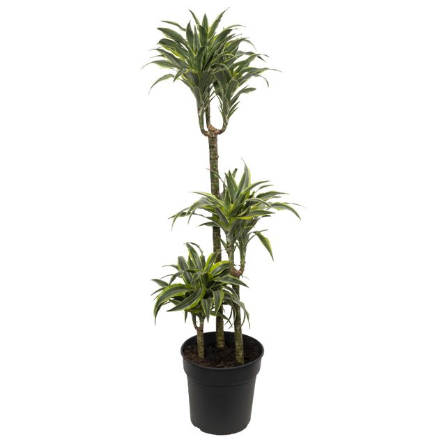 Dracaena Compacta 'Surprise' 3Pp