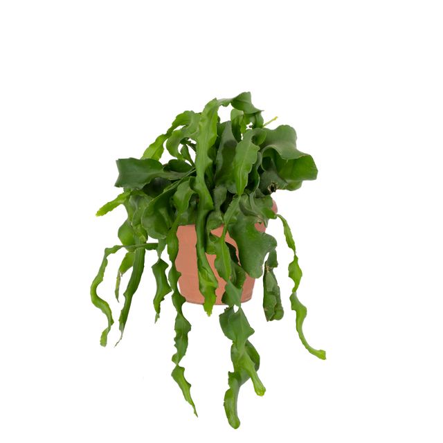 Epiphyllum Monstrose ampel 14 cm. pot