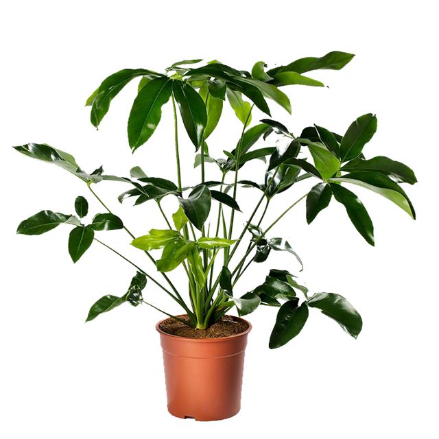 Philodendron Fun Bun