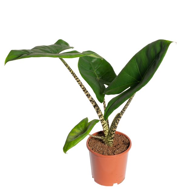Alocasia Zebrina