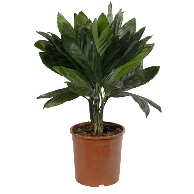 Chamaedorea Costericana Metalica 60 cm.