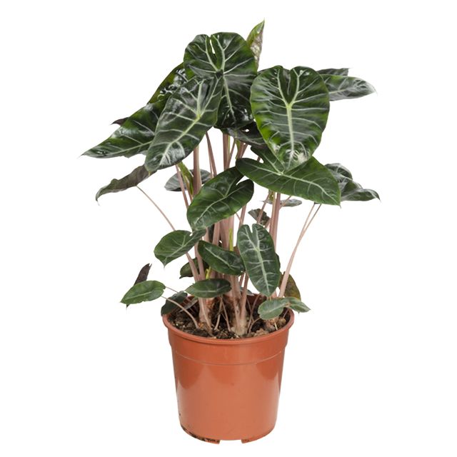 Alocasia Pink Dragon 80 cm.