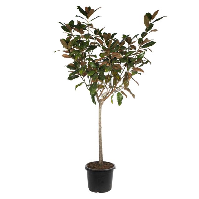 magnolia Grandiflora gallisoniensis opstammet 200 