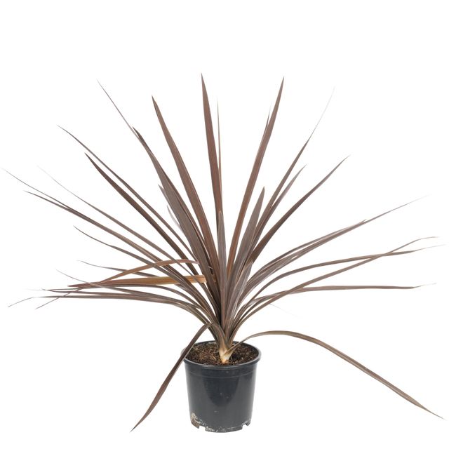 Cordyline Australis